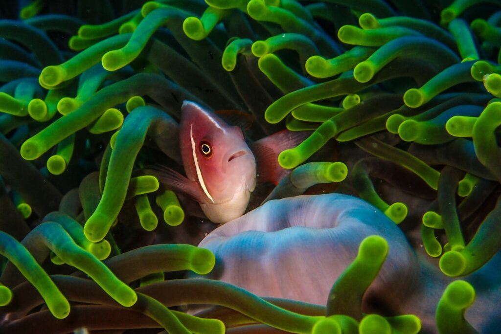 Wakatobi Sulawesi Tenggara